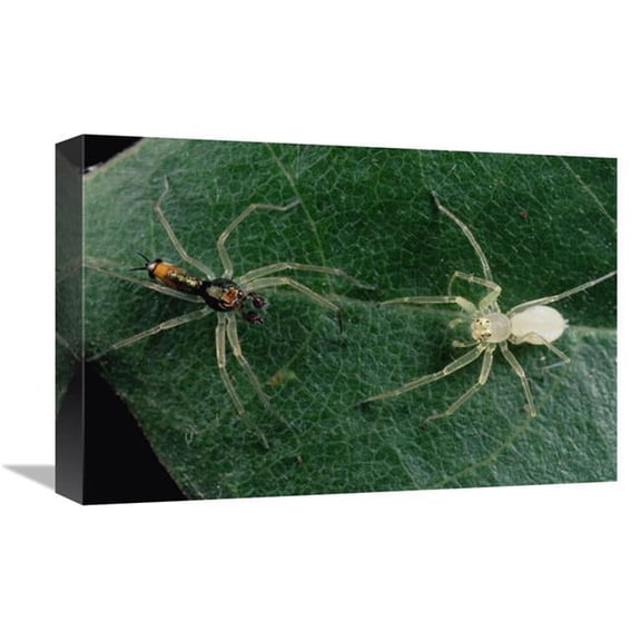 Global Gallery  12 x 18 in. Jumping Spider Colorful Male & Pale Female Courting - Sri Lanka Art Print - Mark Moffett