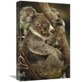 thumbnail image 1 of Global Gallery  12 x 18 in. Koala Mother & Joey - Three Month Old - Eastern Forested Australia Art Print - Gerry Ellis, 1 of 1