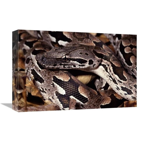Global Gallery  12 x 18 in. Madagascar Ground Boa Madagascar Art Print