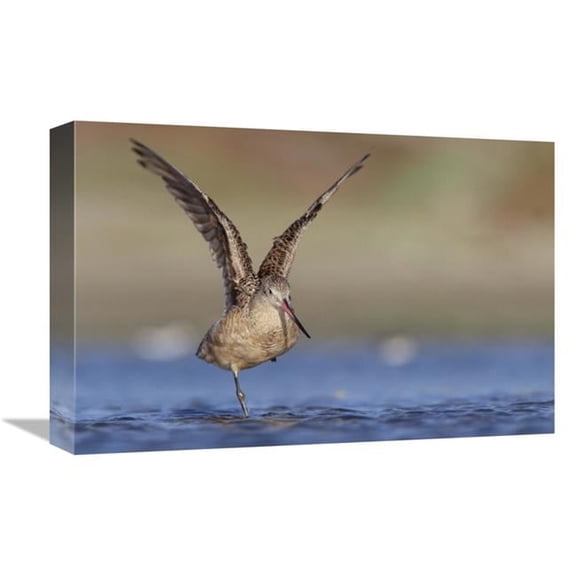 Global Gallery  12 x 18 in. Marbled Godwit Stretching Its Wings - North America Art Print - Tim Fitzharris