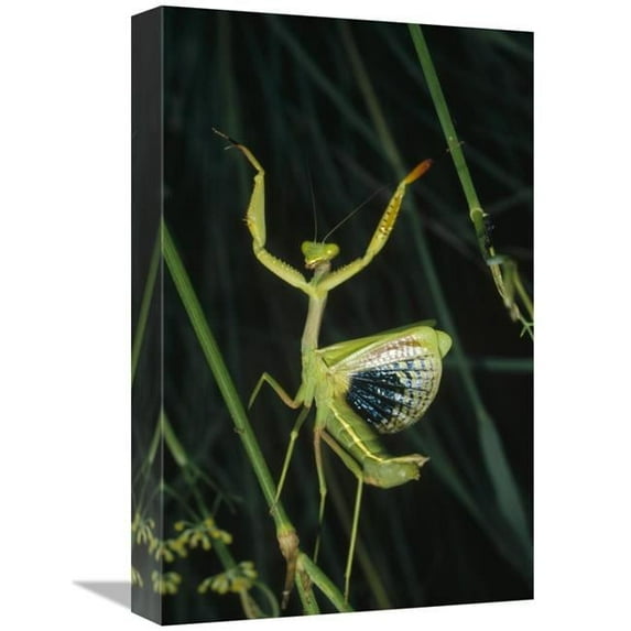 Global Gallery 12 x 18 in. Mediterranean Mantis Female in Defensive Display - Spain Art Print - Konrad Wothe