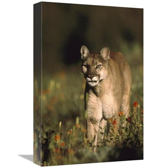 Global Gallery 12 x 18 in. Mountain Lion or Cougar Walking Through A Field of Red Paintbrush Flowers - North America Art Print - Tim Fitzharris