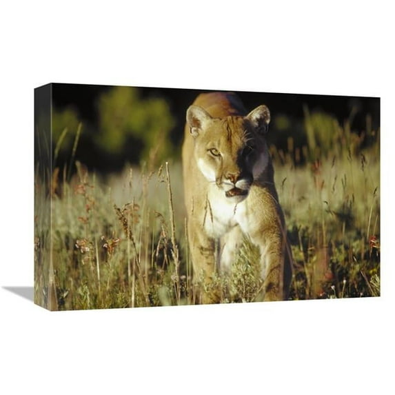 Global Gallery 12 x 18 in. Mountain Lion or Cougar Walking Through Tall Grass Towards Camera - North America Art Print - Tim Fitzharris