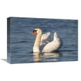 thumbnail image 1 of Global Gallery  12 x 18 in. Mute Swan Swimming - Kensington Metropark - Milford - Michigan Art Print - Steve Gettle, 1 of 1