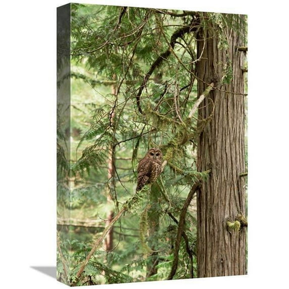 Global Gallery 12 x 18 in. Northern Spotted Owl, Pacific Northwest Coast, North America Art Print - Gerry Ellis