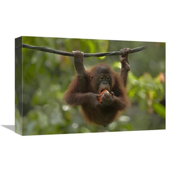 Global Gallery  12 x 18 in. Orangutan Young Eating Fruit - Sabah - Borneo - Malaysia Art Print - Tim Fitzharris