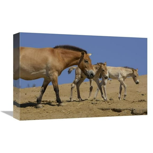 Global Gallery  12 x 18 in. Przewalskis Horse Adult with Two Foals - Native to China Art Print - San Diego Zoo