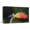 thumbnail image 1 of Global Gallery  12 x 18 in. Purple-Throated Mountain-Gem Hummingbird Female - Costa Rica Art Print - Konrad Wothe, 1 of 1