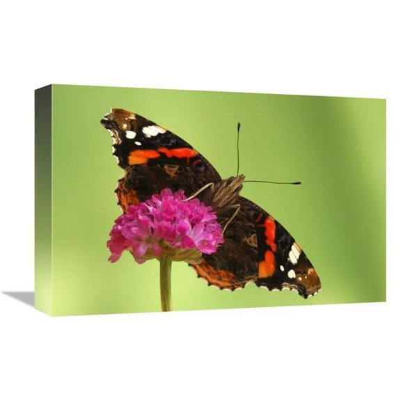 Global Gallery  12 x 18 in. Red Admiral - Hoogeloon - Netherlands. Sequence 13 of 14 Art Print - Silvia Reiche