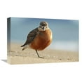 thumbnail image 1 of Global Gallery  12 x 18 in. Red-Breasted Plover - Coromandel Peninsula - New Zealand Art Print - Jonathan Harrod, 1 of 1