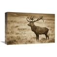 thumbnail image 1 of Global Gallery  12 x 18 in. Red Deer Stag - Cogenhagen - Denmark Art Print - Willi Rolfes, 1 of 1