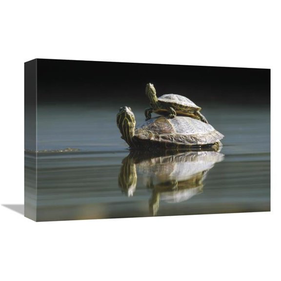 Global Gallery 12 x 18 in. Red-Eared Slider Turtle - Pair in Pond - City Park - Munich - Germany Art Print - Konrad Wothe