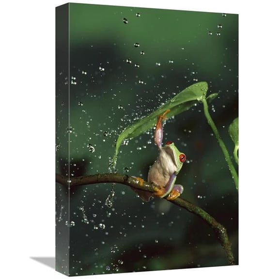 Global Gallery 12 x 18 in. Red-Eyed Tree Frog in Rain - Native to Central & South America Art Print - Michael Durham