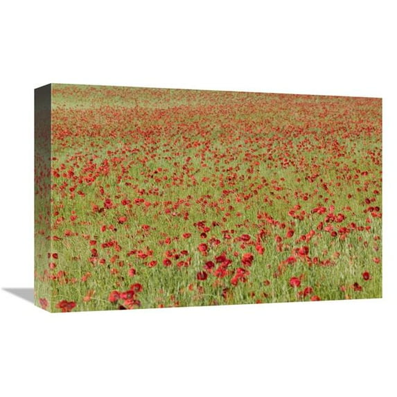 Global Gallery 12 x 18 in. Red Poppy in A Cereal Field - Yonne - France Art Print - Cyril Ruoso