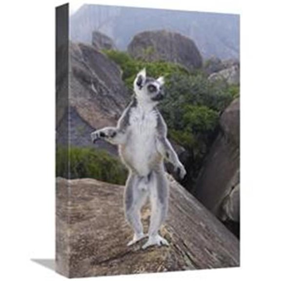 Global Gallery 12 x 18 in. Ring-Tailed Lemur Male Walking Upright on Rocks in the Andringitra Mountains - Vulnerable - South Central Madagascar Art Print - Pete Oxford
