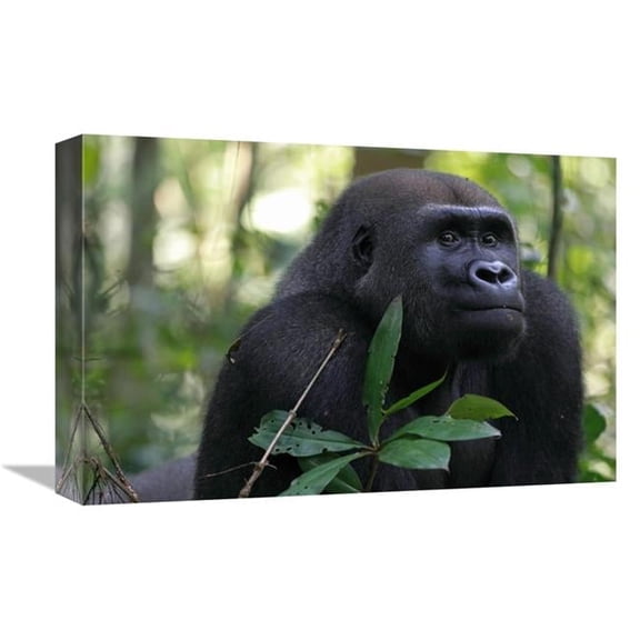 Global Gallery  12 x 18 in. Silverback Gorilla - Gabon Art Print - Cyril Ruoso