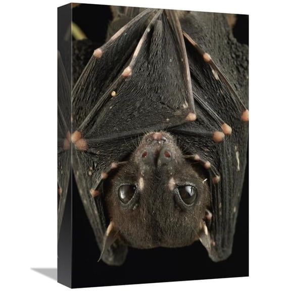 Global Gallery  12 x 18 in. Spotted-Winged Fruit Bat Roosting - Bukit Sarang Conservation Area - Bintulu - Borneo - Malaysia Art Print - Chien Lee