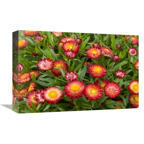 Global Gallery  12 x 18 in. Strawflower Red Variety Flowers Art Print - Visionspictures