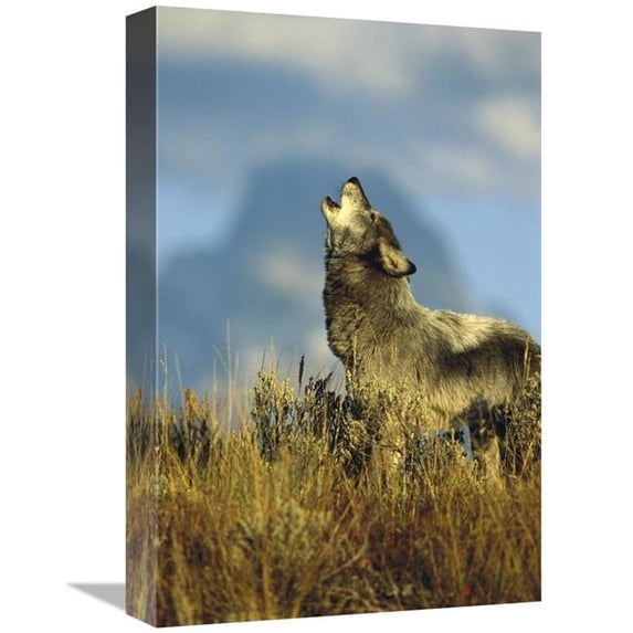 Global Gallery 12 x 18 in. Timber Wolf Adult Howling - Teton Valley - Idaho Art Print - Tom Vezo
