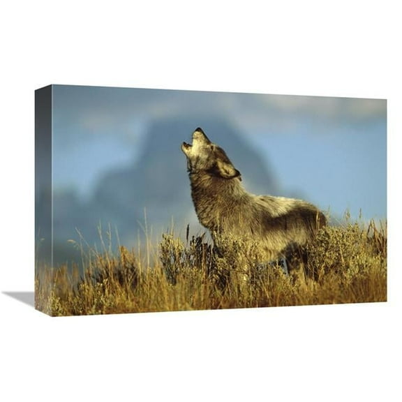 Global Gallery 12 x 18 in. Timber Wolf Adult Howling - Teton Valley - Idaho Art Print - Tom Vezo