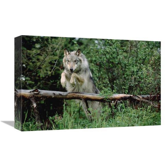 Global Gallery Timber Wolf Leaping Over Fallen Log - North America Art Print - Tim Fitzharris
