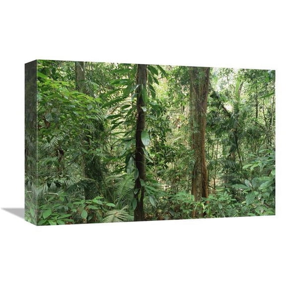 Global Gallery  12 x 18 in. Tropical Rainforest Interior - Bellenden Ker National Park - Australia Art Print - Gerry Ellis