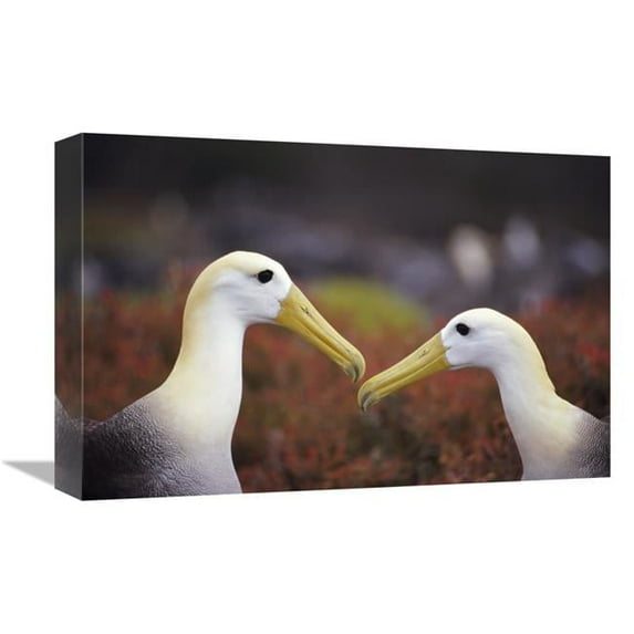 Global Gallery 12 x 18 in. Waved Albatross Courtship Display - Galapagos Islands - Ecuador Art Print - Tui De Roy
