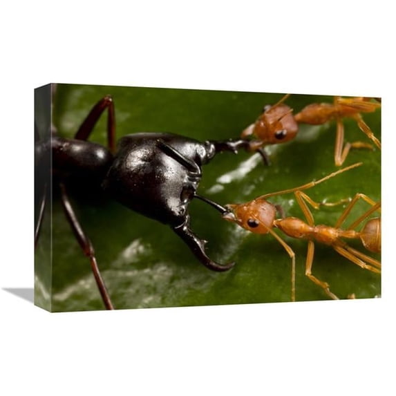 Global Gallery 12 x 18 in. Weaver Ant Pair Defending Against Driver Ant Attack - Africa Art Print - Mark Moffett