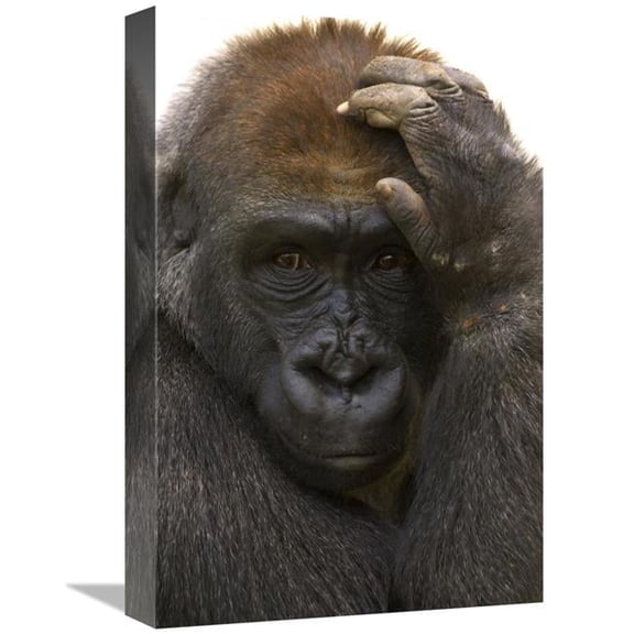 Global Gallery 12 x 18 in. Western Lowland Gorilla with Hand on Head - Native to Africa Art Print - San Diego Zoo