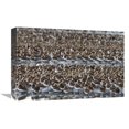 thumbnail image 1 of Global Gallery  12 x 18 in. Western Sandpiper Flock Resting During Migration Stop - Copper River Delta - Alaska Art Print - Michael Quinton, 1 of 1