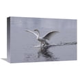thumbnail image 1 of Global Gallery  12 x 18 in. Whooper Swan Landing on Lake - Japan Art Print - Konrad Wothe, 1 of 1