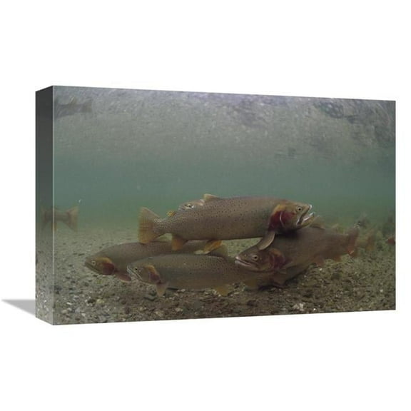 Global Gallery 12 x 18 in. Yellowstone Cutthroat Trout School Swimming in Stream - Idaho Art Print - Michael Quinton