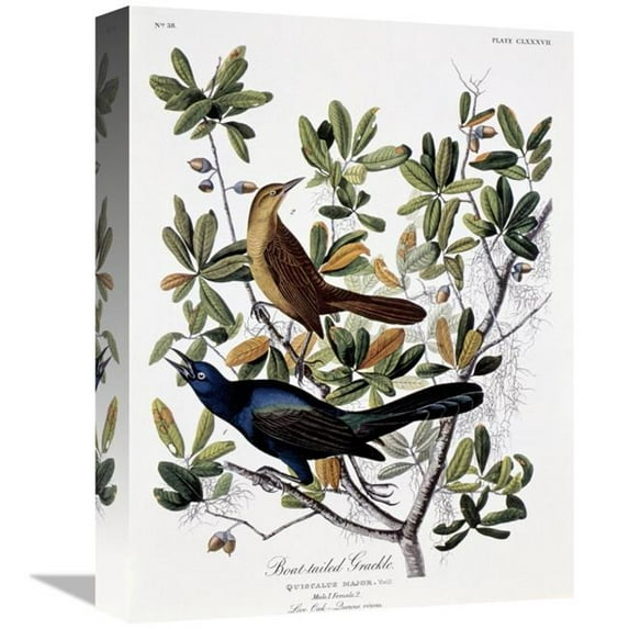 Global Gallery 16 in. Boat Tailed Grackle - Male & Female Art Print - John James Audubon