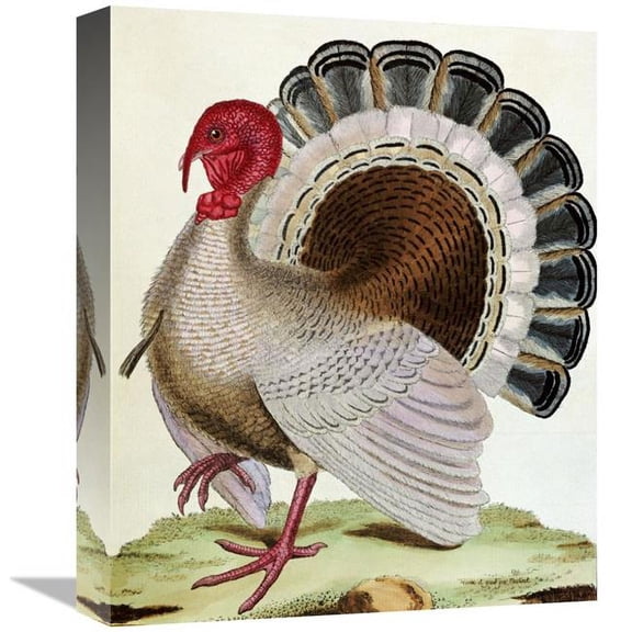 Global Gallery  16 in. Turkey Art Print - Georges-Louis Leclerc Buffon