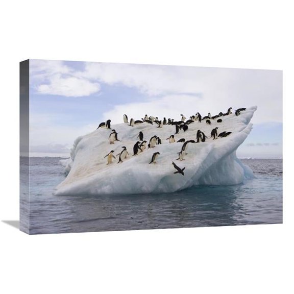 Global Gallery 16 x 24 in. Adelie Penguin Flock on Iceberg Near Paulet Island - Antarctica Art Print - Suzi Eszterhas