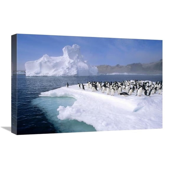Global Gallery 16 x 24 in. Adelie Penguin Group Crowding on Melting Summer Ice Floe - Possession Island - Ross Sea - Antarctica Art Print - Tui De Roy