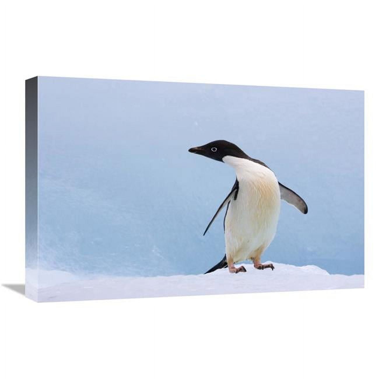 Global Gallery 16 x 24 in. Adelie Penguin on Iceberg, Looking Left ...