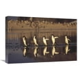 thumbnail image 1 of Global Gallery  16 x 24 in. Adelie Penguins Crossing Summer Melt Pool - Cape Adare - Ross Sea - Antarctica Art Print - Tui De Roy, 1 of 1