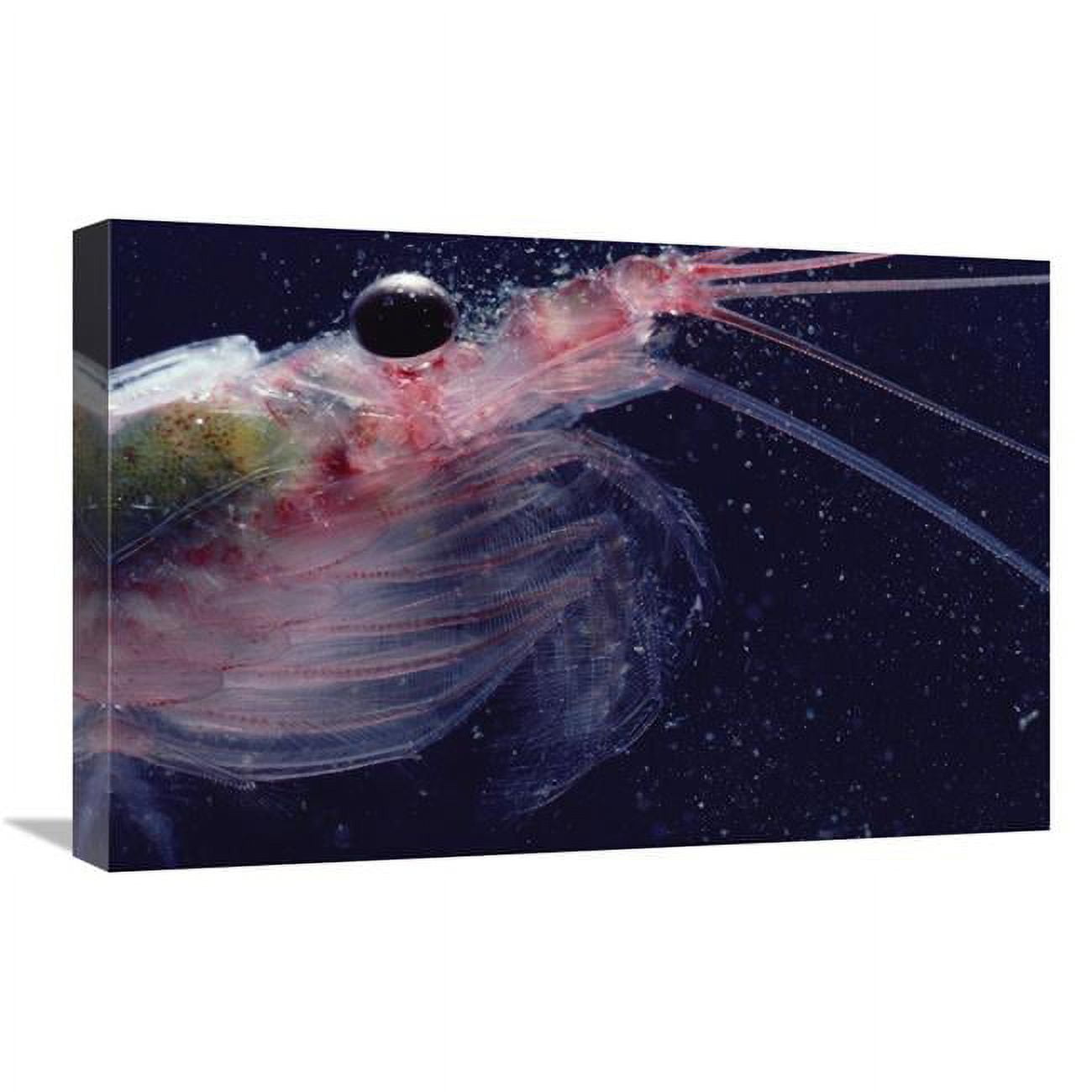 Global Gallery Antarctic Krill - Antarctica Art Print - Walmart.com