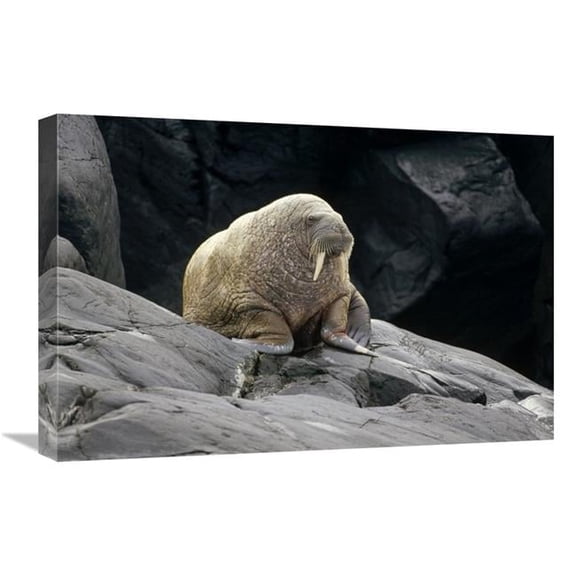 Global Gallery 16 x 24 in. Atlantic Walrus Bull on Rocky Shore - Marble Island - Hudson Bay - Canada Art Print - Tui De Roy