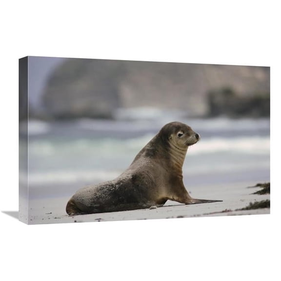 Global Gallery 16 x 24 in. Australian Sea Lion on Beach - Kangaroo Island - Australia Art Print - Gerry Ellis