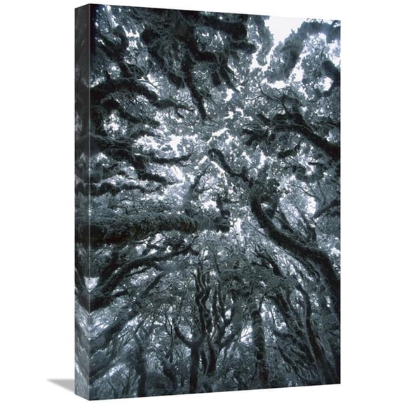 Global Gallery 16 x 24 in. Autumn Snow on Beech Trees - Routeburn Track - Mt Aspiring National Park - New Zealand Art Print - Colin Monteath