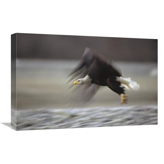 Global Gallery 16 x 24 in. Bald Eagle Flying - Alaska Art Print - Gerry Ellis