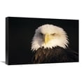 thumbnail image 1 of Global Gallery  16 x 24 in. Bald Eagle Portrait - North America Art Print - Gerry Ellis, 1 of 1
