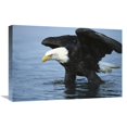 thumbnail image 1 of Global Gallery  16 x 24 in. Bald Eagle Wading Through Water - Kenai Peninsula - Alaska Art Print - Tom Vezo, 1 of 1