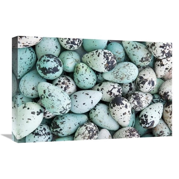 Global Gallery 16 x 24 in. Bird Egg Tableau Art Print - Jan Vermeer