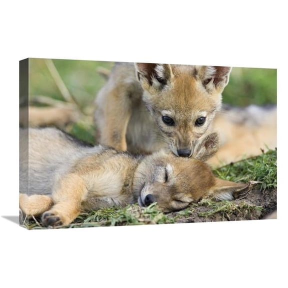 Global Gallery 16 x 24 in. Black-Backed Jackal Pups - Six Weeks Old - Playing - Masai Mara - Kenya Art Print - Suzi Eszterhas