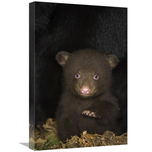 Global Gallery 16 x 24 in. Black Bear 7 Week Old Cub in Den Art Print