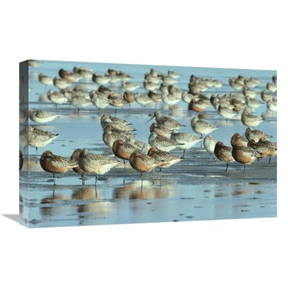 Global Gallery  16 x 24 in. Black-Tailed Godwit Flock Resting in Estuary at High-Tide - Europe Art Print - Flip De Nooyer