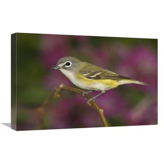 Global Gallery 16 x 24 in. Blue-Headed VIreo Perched on Branch - Rio Grande Valley - Texas Art Print - Tom Vezo